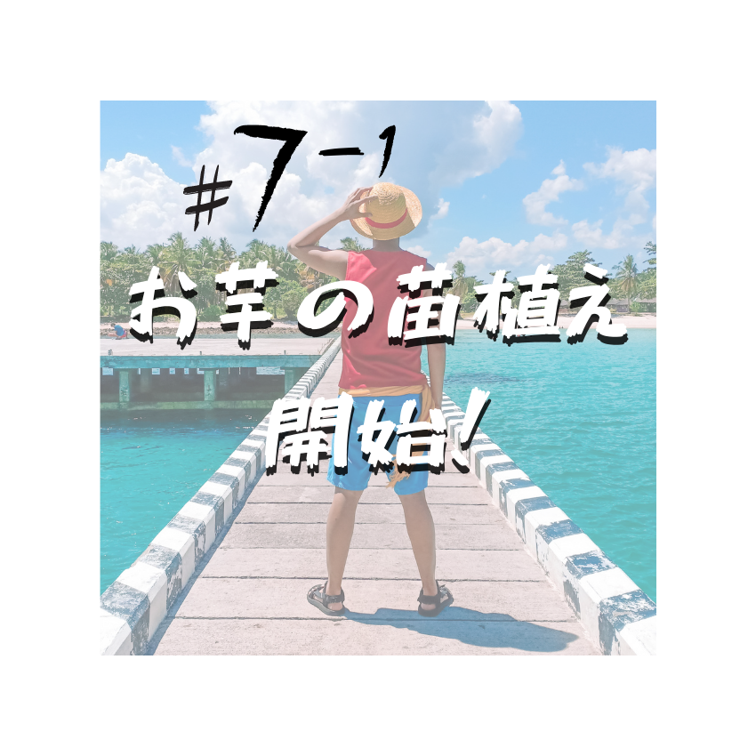 #7-1 お芋の苗植え開始!